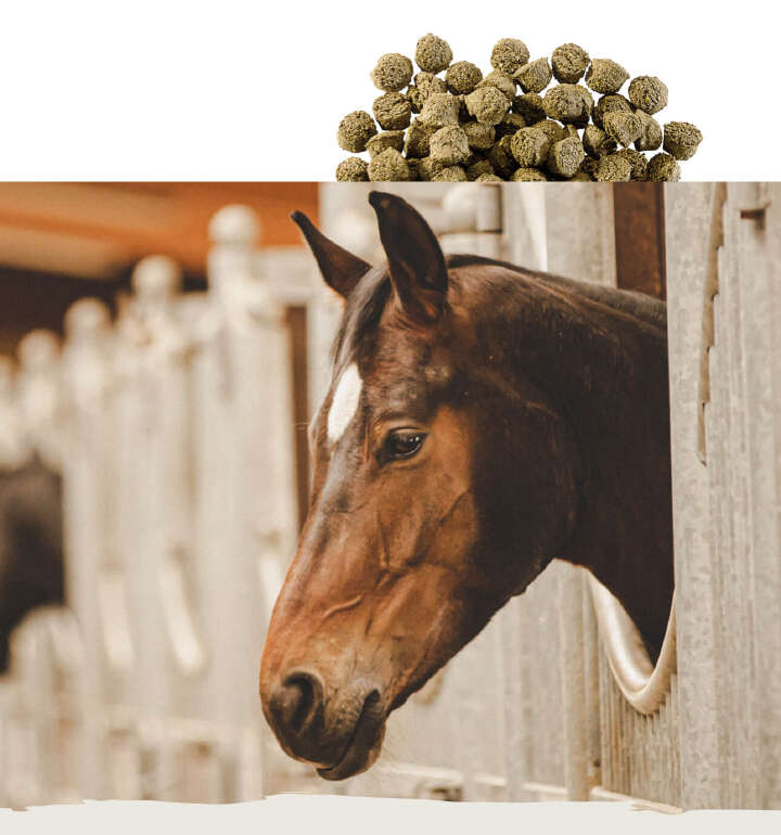 teaser pferde futter stehfutter